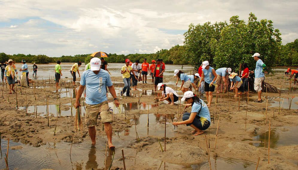 Mangrove planting