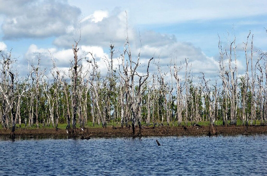 Melaleuca dieback