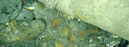 •	BILLIONS WORTH OF GOLD FOUND IN SHIPWRECK