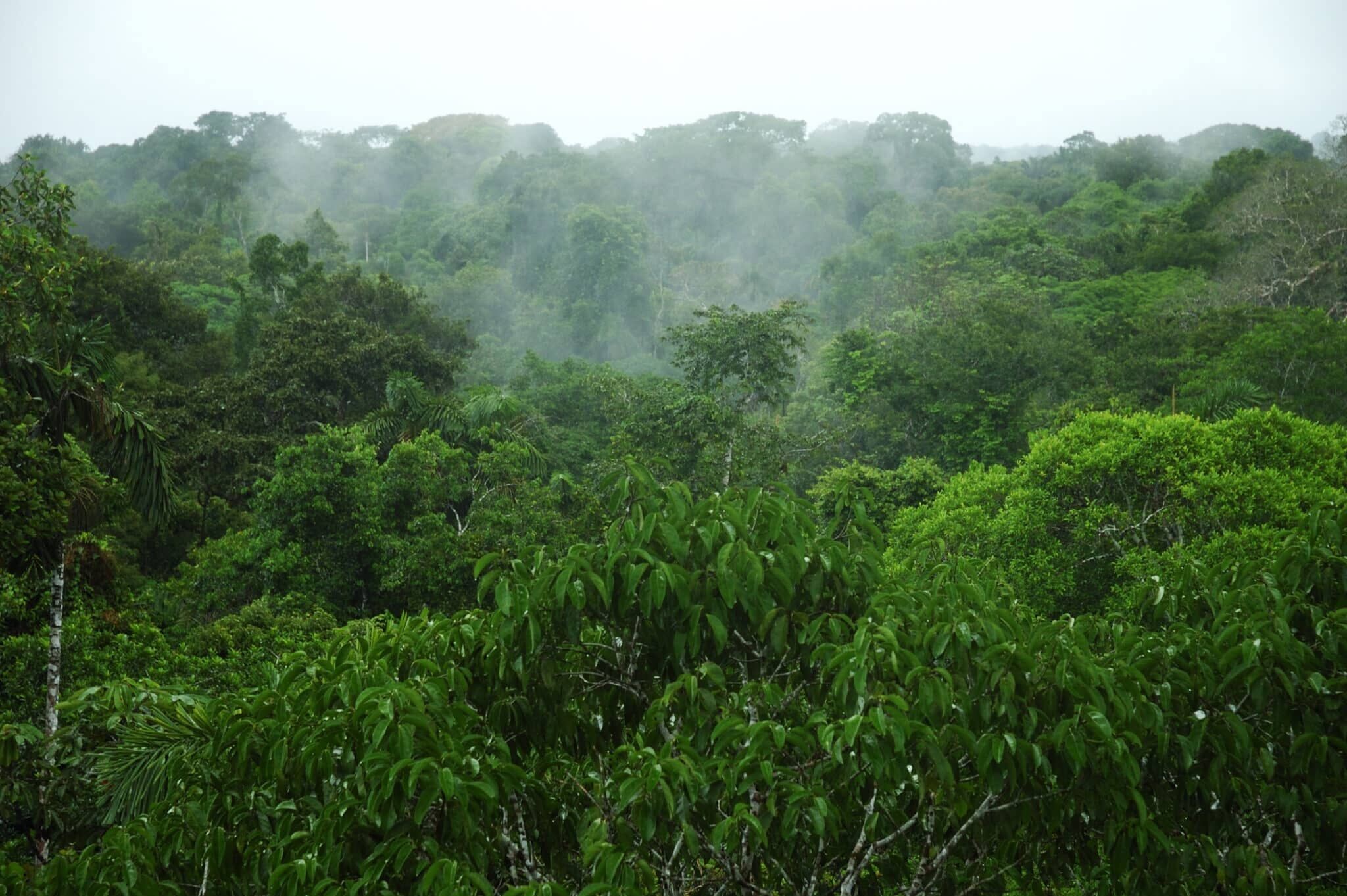 •	94% of Forest-Based Carbon Offsets Certified By Leading Global Provider Are ‘Phantom Credits,